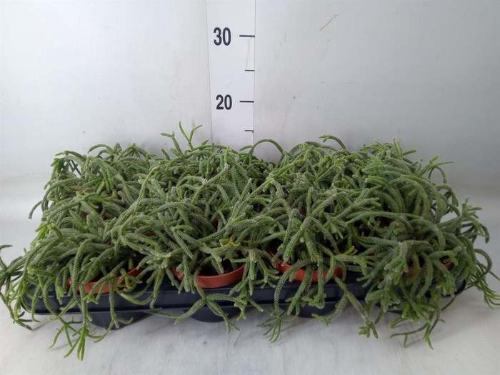<h4>Rhipsalis baccifera subsp. horrida</h4>