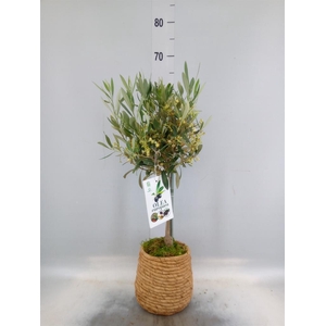 Arr.   Tuinplanten H%