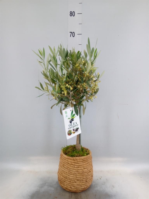 <h4>Arr.   Tuinplanten H%</h4>