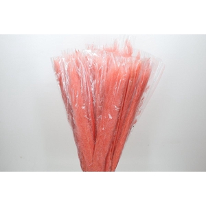 Dried Cortaderia Dadang Salmon