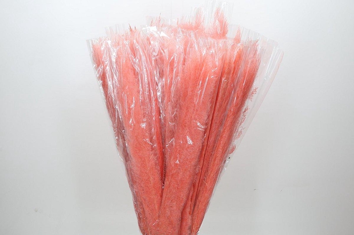 Dried Cortaderia Dadang Salmon