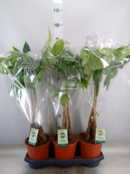 <h4>Pachira aquatica</h4>