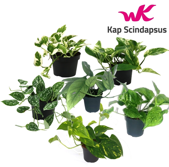 <h4>Mix Scindapsus Epipremnum gemengd</h4>