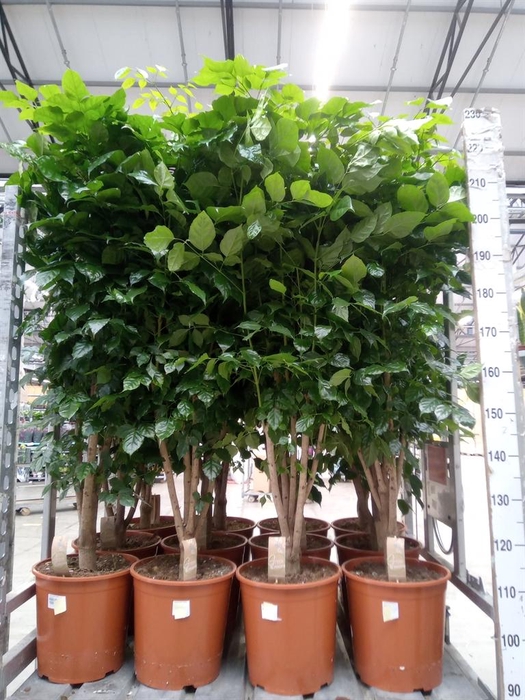 <h4>Radermachera sinica</h4>