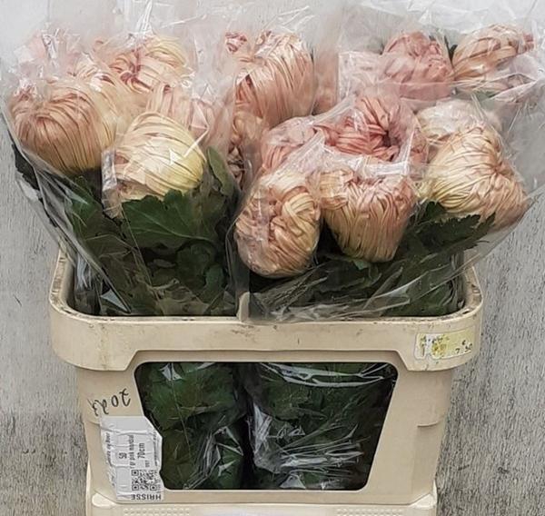 <h4>CHR G VIENNA COPPER</h4>