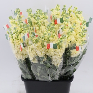 Matthiola Iron Yellow