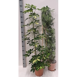 SCHEF AR GOLD CAPELL