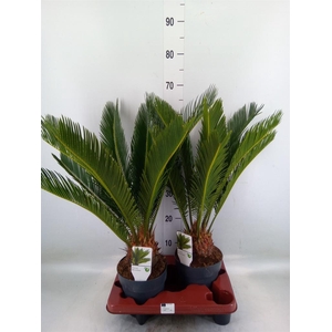 Cycas revoluta