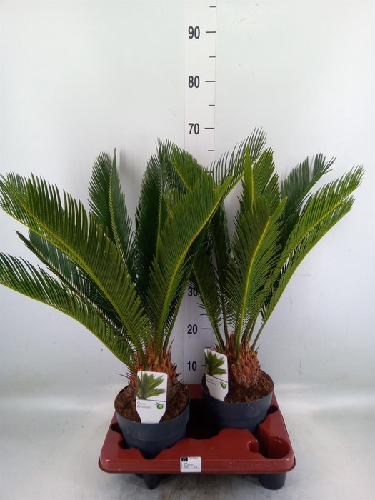 <h4>Cycas revoluta</h4>