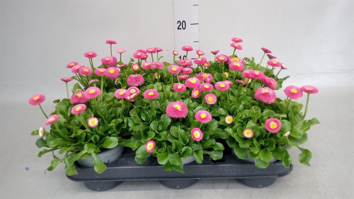 <h4>Bellis perennis</h4>