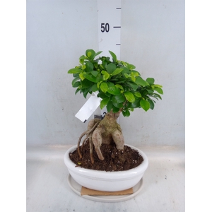 Ficus microcarpa 'Ginseng'