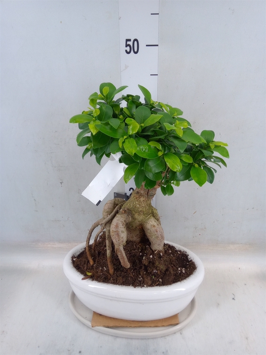 <h4>Ficus microcarpa 'Ginseng'</h4>