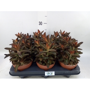 Kalanchoe NF tomentosa