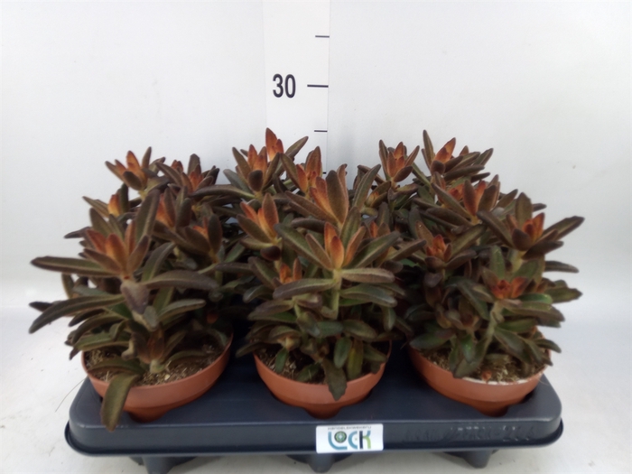 <h4>Kalanchoe NF tomentosa</h4>