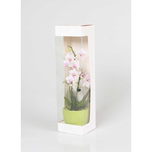PHALAENOPSIS-HYBRID p6 1t cadeau