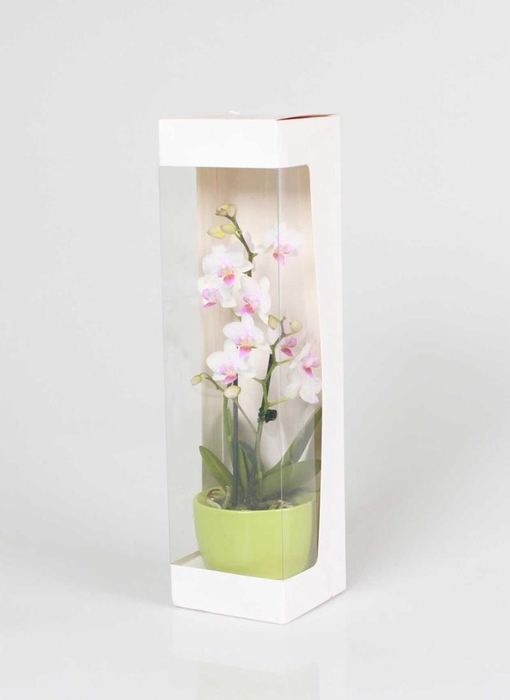 <h4>PHALAENOPSIS-HYBRID p6 1t cadeau</h4>