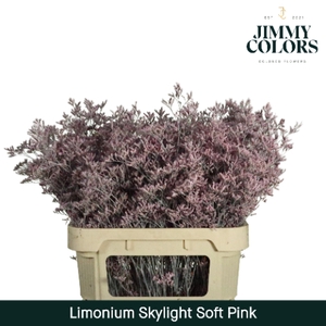 Limonium Skylight L80 Klbh. Licht Roze