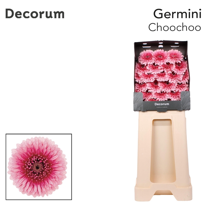 <h4>Germini Pomponi Choochoo Diamond</h4>