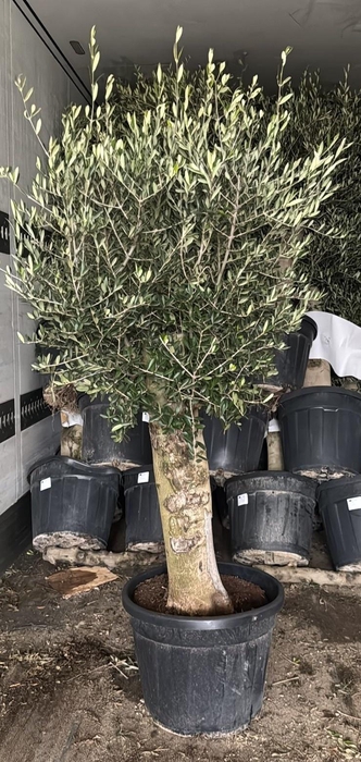 <h4>OLEA EUROPAEA</h4>