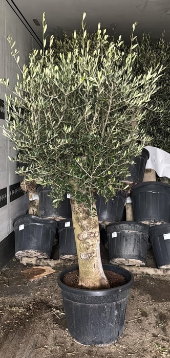 <h4>OLEA EUROPAEA</h4>