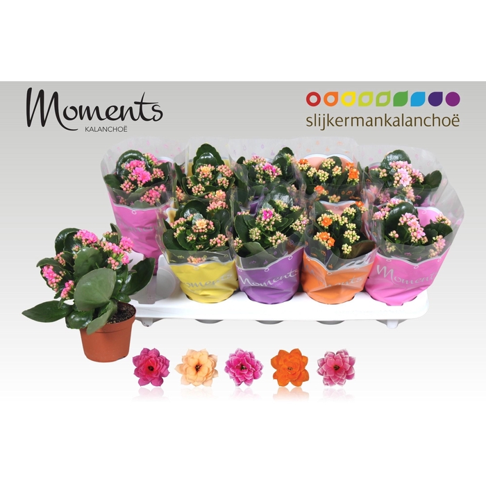 <h4>KAL GE GEM 4 KL</h4>