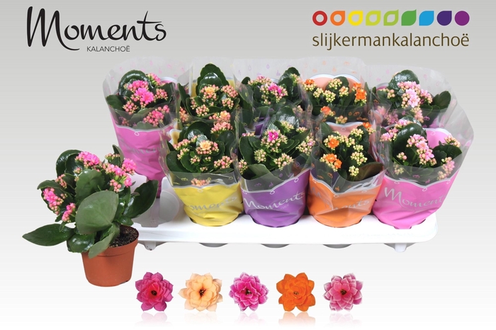 <h4>KAL GE GEM 4 KL</h4>