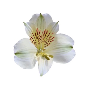 ALSTROEMERIA PERFECTION WHITE