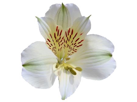 ALSTROEMERIA PERFECTION WHITE