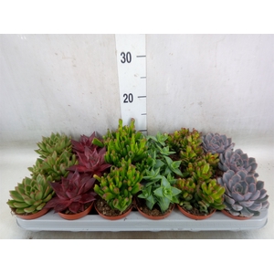 Succulents   ...