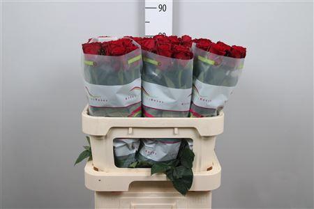 <h4>R Gr Red Bentley</h4>