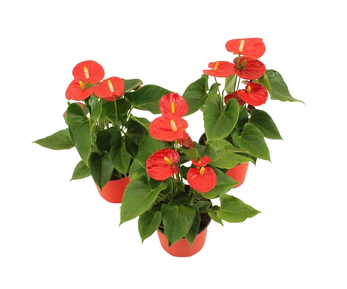 <h4>Anthurium XL.41 Pura Jasja 14cm</h4>