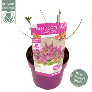 Buddleja Butterfly Candy® 'Little Cerise'