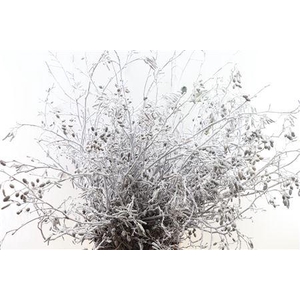 ELZEN PROP SNEEUW PER BOS H%#