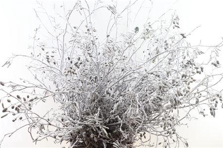 <h4>ELZEN PROP SNEEUW PER BOS H%#</h4>