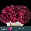 Hydrangea mag dark ruby
