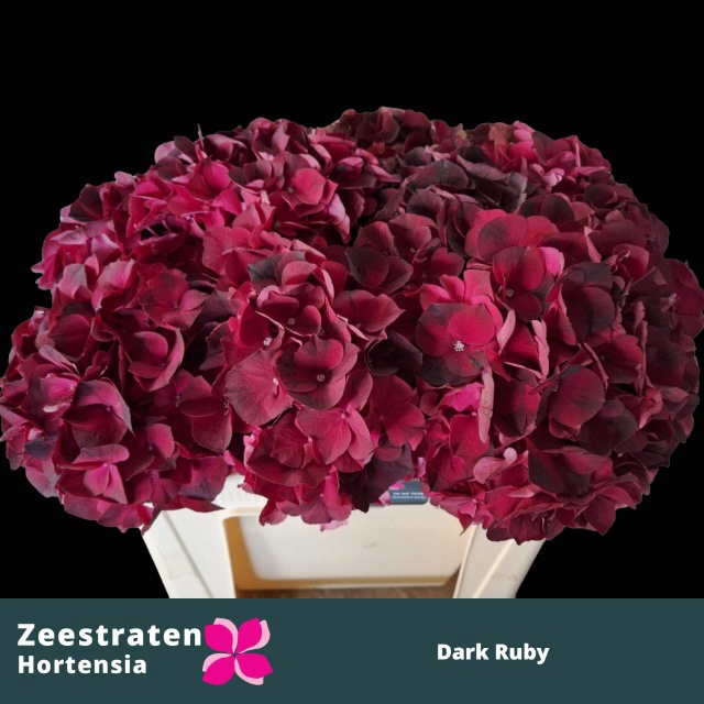 Hydrangea mag dark ruby