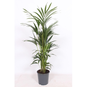 Howea forsteriana 6 per pot