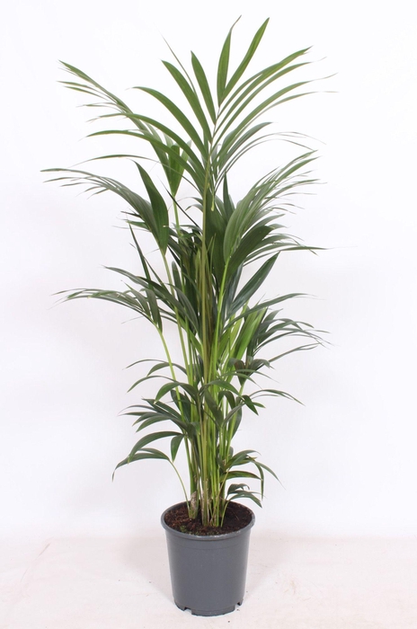 <h4>Howea forsteriana 6 per pot</h4>
