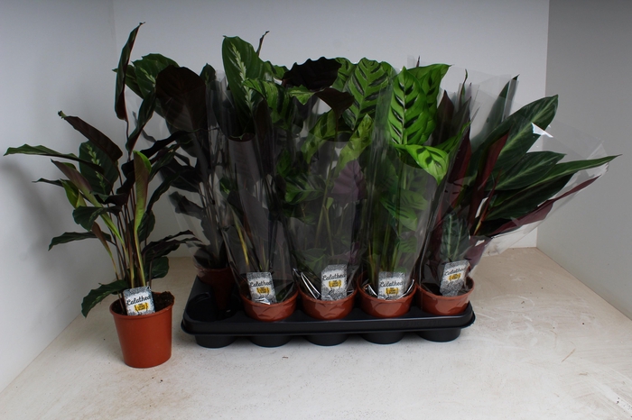 <h4>CALAT GEM 4 SRT</h4>