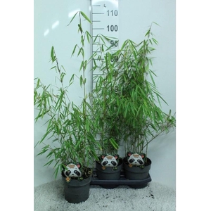 Fargesia Robusta Campbell