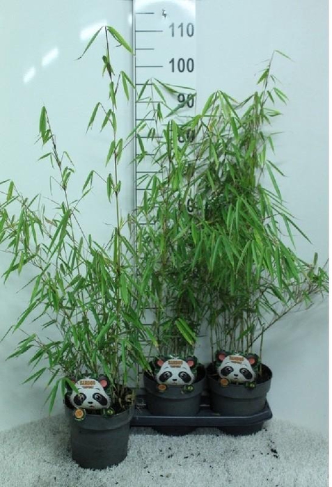 <h4>Fargesia Robusta Campbell</h4>