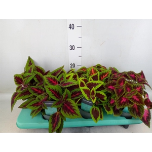 Plectranthus col.   ...mix