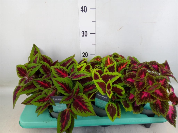 <h4>Plectranthus col.   ...mix</h4>