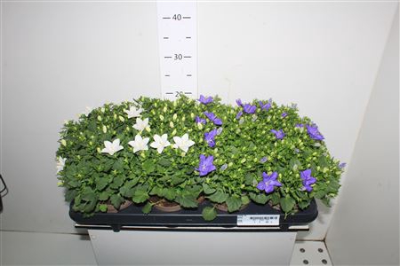 <h4>Camp Mix In Tray</h4>