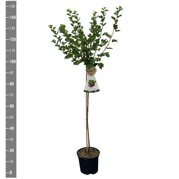 <h4>Ribes u.c. Kruisbes Hinnonmaki Rood stam 90 cm (rode kruisbes)</h4>