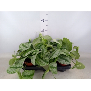Scindapsus pictus 'Trebie'