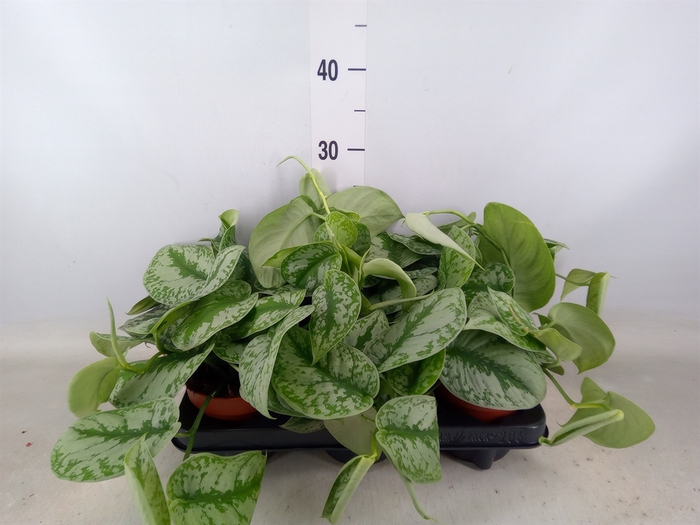 <h4>Scindapsus pictus 'Trebie'</h4>