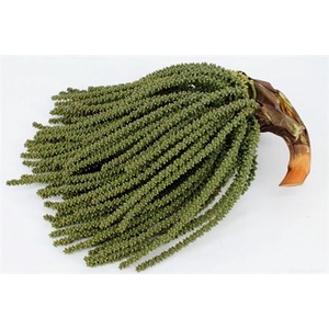 Caryota String