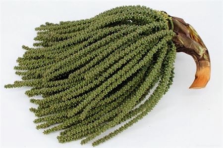 <h4>Caryota String</h4>