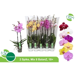 PHAL GEM
